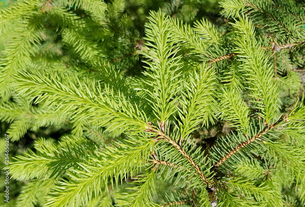 Christmas Fir tree brunch textured Background. Fluffy pine tree brunch close up. Green spruce Christmas Fir tree brunch textured Background. Fluffy pine tree brunch close up. Green spruce