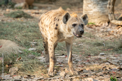 spotted hyena in zoo