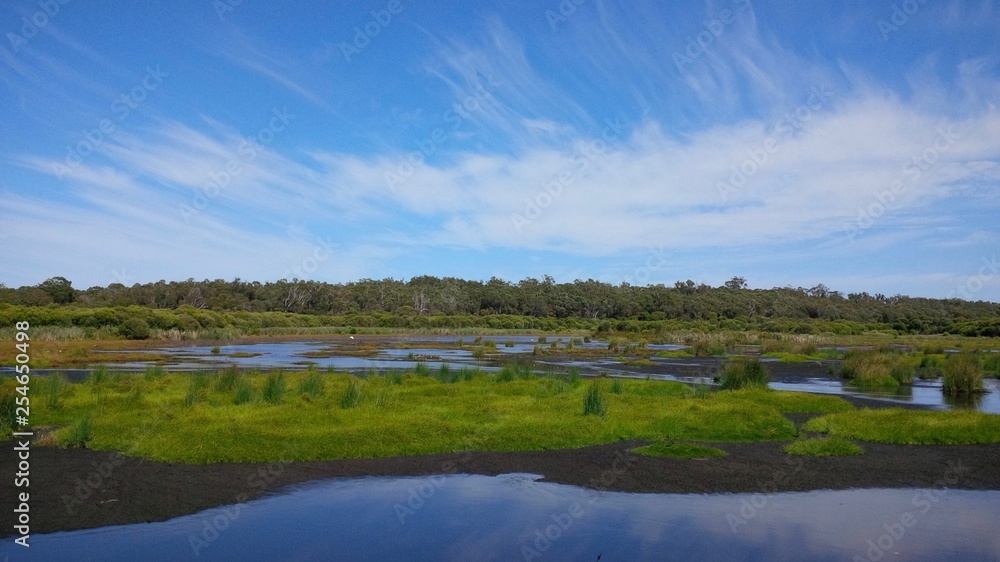 Lake Wagardu in Yanchep National Park,  Yanchep, Western Australia. Located north of Perth, the park's bushland and wetland are home to western gray kangaroos and rich birdlife.
