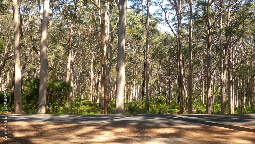 Karri trees in the Boranup Karri Forest, part of the Leeuwin-Naturaliste National Park in Western Australia, Australia. This is the furthest west that the tall pale-barked karri trees grow. Karri trees in the Boranup Karri Forest, part of the Leeuwin-Naturaliste National Park in Western Australia, Australia. This is the furthest west that the tall pale-barked karri trees grow.