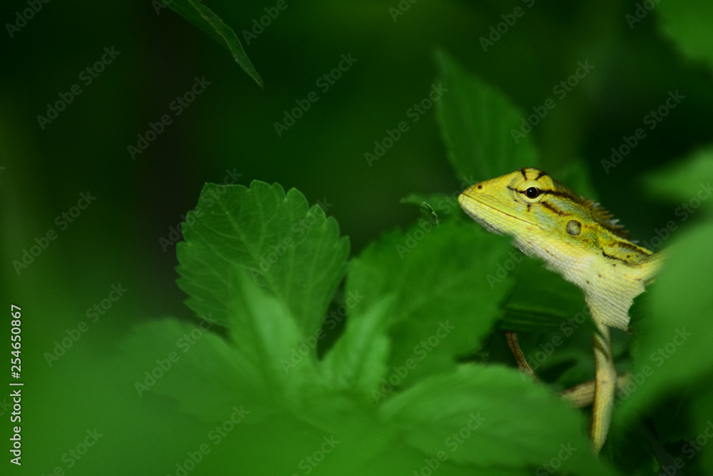 chameleon - chameleon that is camouflaged in leaves, chameleon on grass, chameleon close-up chameleon - chameleon that is camouflaged in leaves, chameleon on grass, chameleon close-up