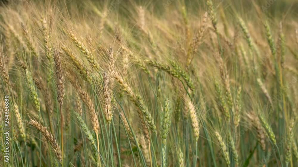 cornfield in the wind in nature cornfield in the wind in nature