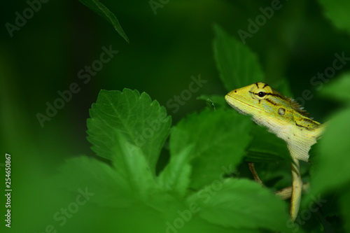  chameleon - chameleon that is camouflaged in leaves, chameleon on grass, chameleon close-up