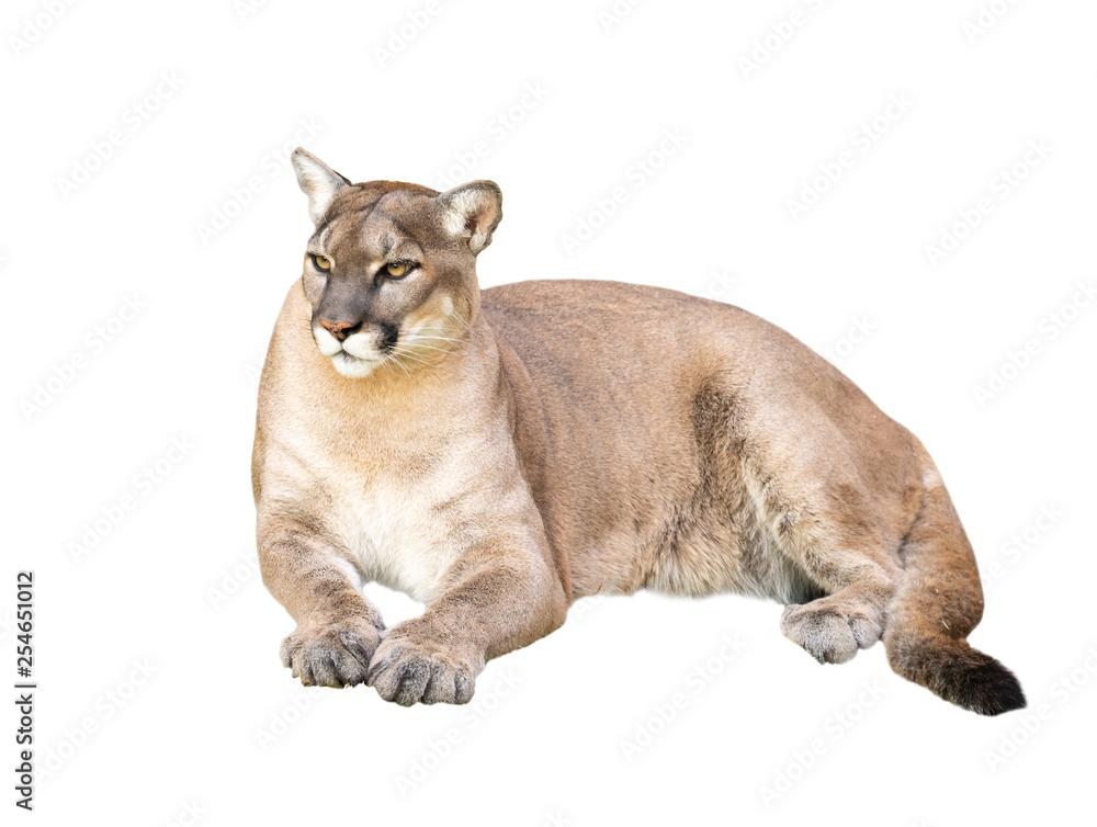 Obraz premium puma isolated on white background