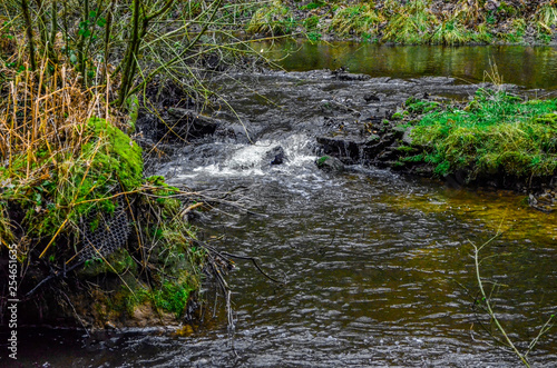 stream in forest