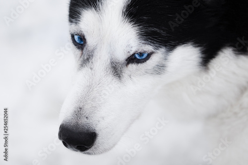 Close-up, minimalistic, low saturation capture of grown double blue eyed husky in his natural surrounding