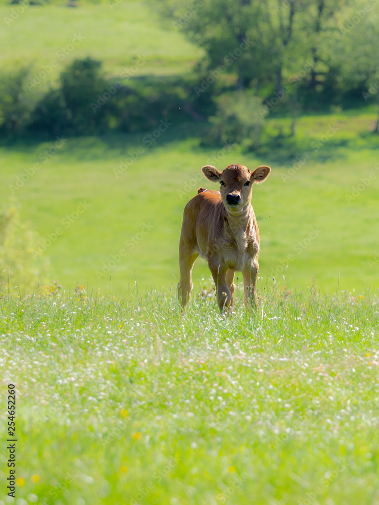Calf in a meadow on a summer day in Spain Calf in a meadow on a summer day in Spain