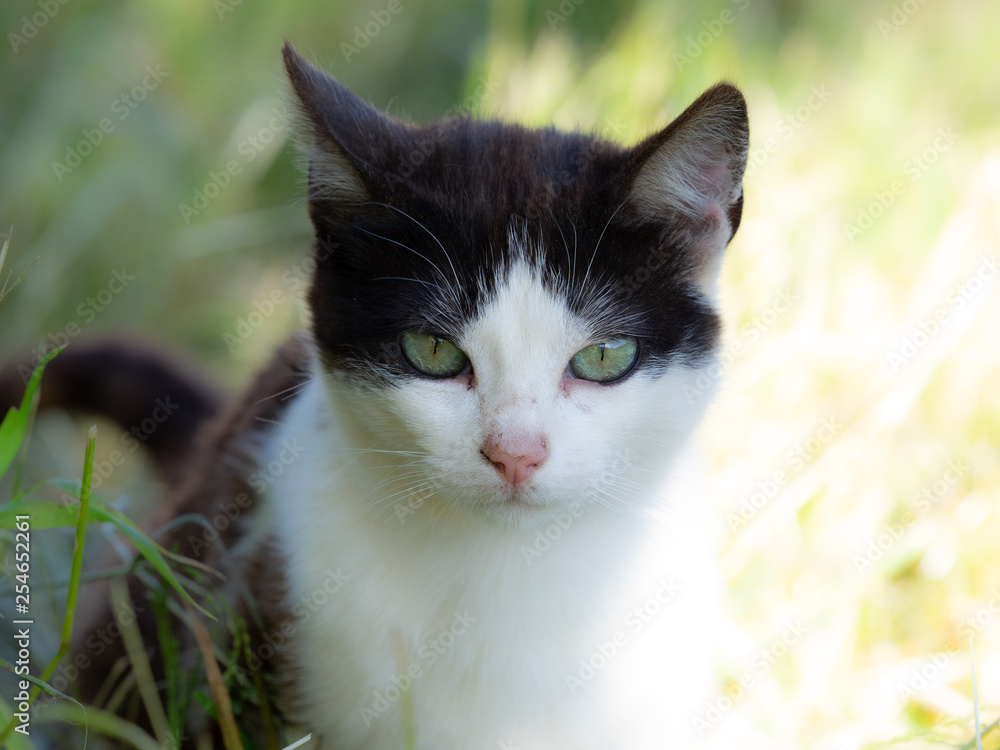 Domestic cat stalking a mouse