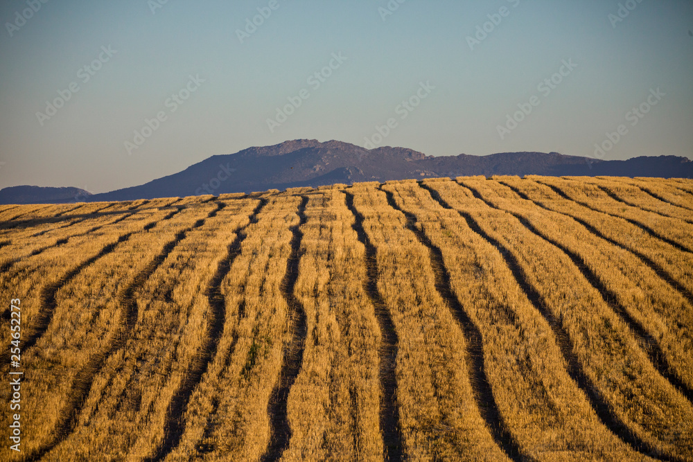 Obraz premium after the wheat harvest