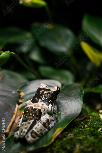 frog on leaf