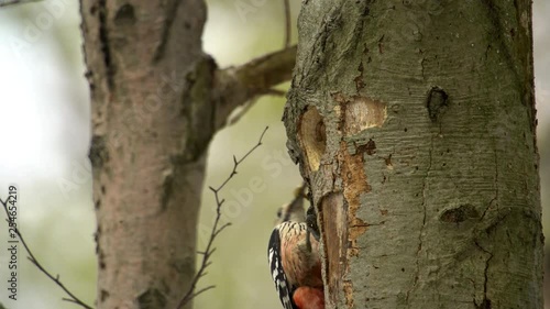 White-backed woodpecker