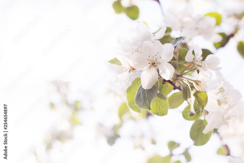 Fototapeta premium Apple tree blooms in spring