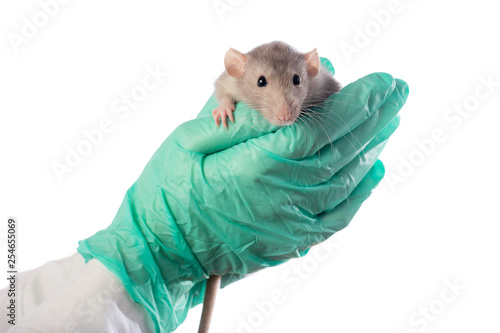 Dambo rat on the hands of a veterinarian on a white isolated background.