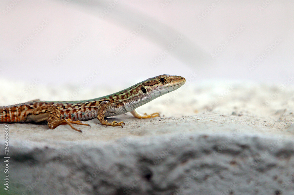 Fototapeta premium Lizard