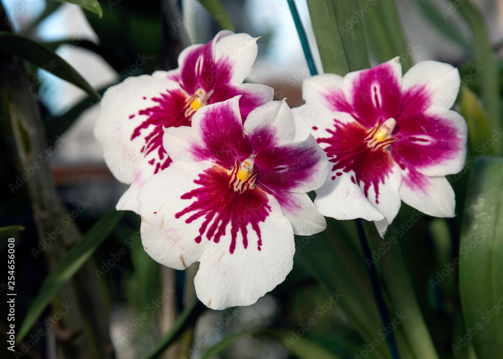 Fototapeta premium Magenta & White Trio