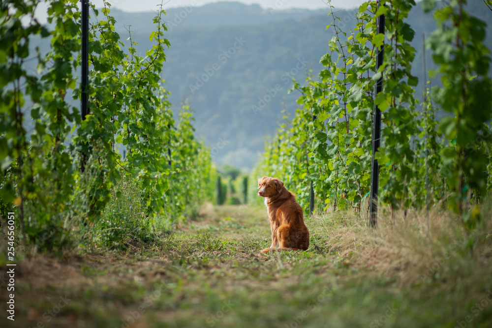 Naklejka premium dog in grape trees. Pet on nature. cute Nova Scotia Duck Tolling Retriever, Toller