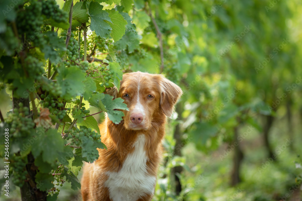 dog in grape trees. Pet on nature. cute Nova Scotia Duck Tolling Retriever, Toller