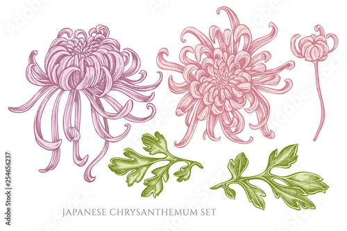 Vector collection of hand drawn pastel japanese chrysanthemum