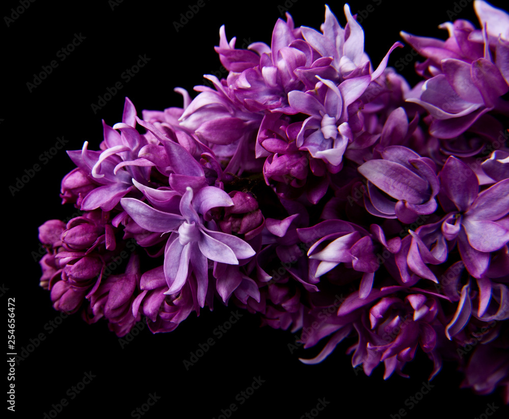 lilac flowers isolated on black background lilac flowers isolated on black background