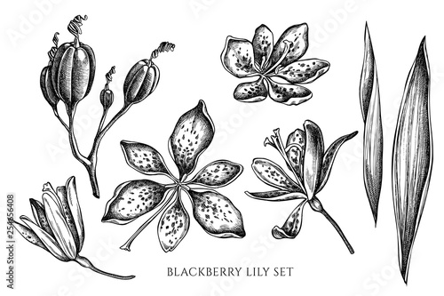 Vector collection of hand drawn black and white blackberry lily