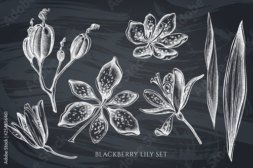 Vector collection of hand drawn chalk blackberry lily