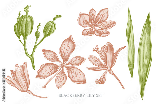 Vector collection of hand drawn pastel blackberry lily