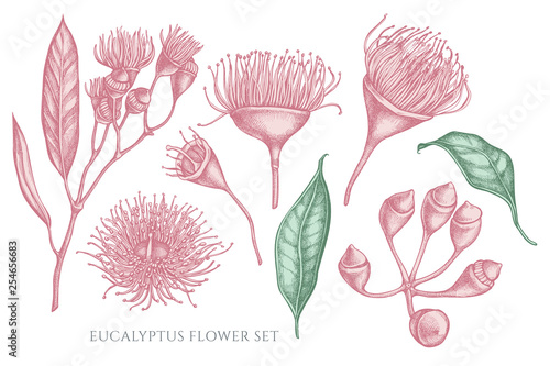 Vector collection of hand drawn pastel eucalyptus flower