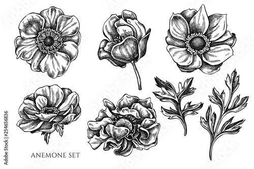 Vector collection of hand drawn black and white anemone
