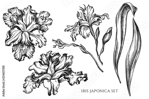Vector collection of hand drawn black and white iris japonica Fototapet