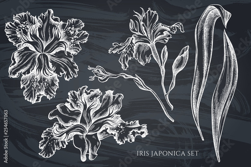 Vector collection of hand drawn chalk iris japonica