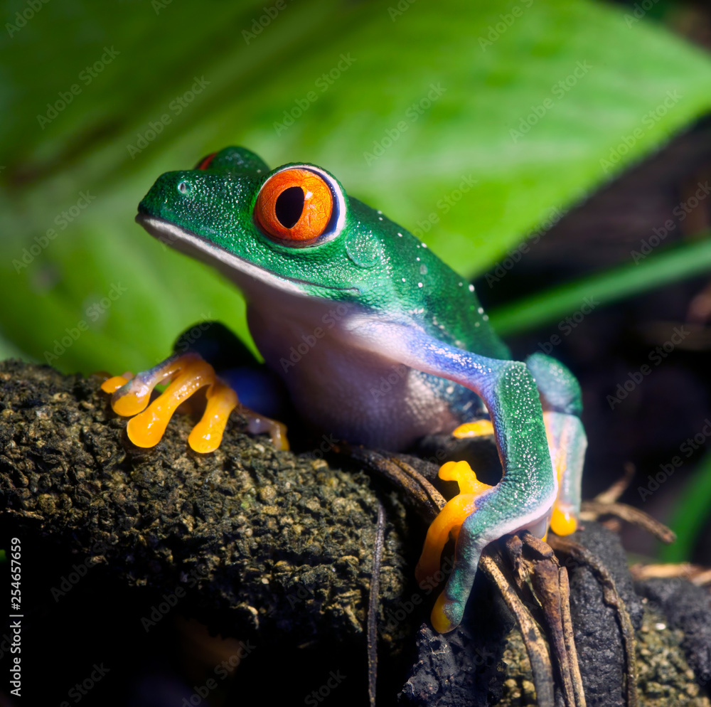 Fototapeta Red Eyed Tree Frog in the Rainforest