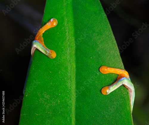 Red-Eyed Tree Frog Hands on a Leaf
