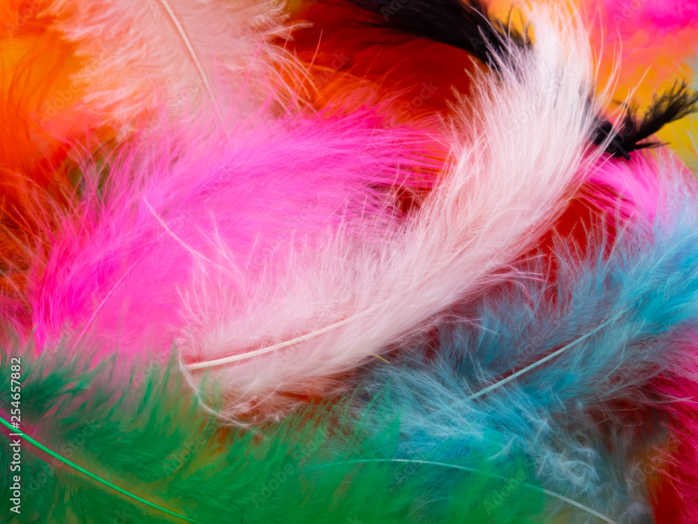 Many feathers dyed in various colors