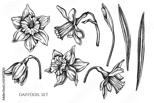 Vector collection of hand drawn black and white daffodil
