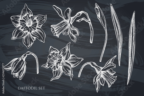 Vector collection of hand drawn chalk daffodil