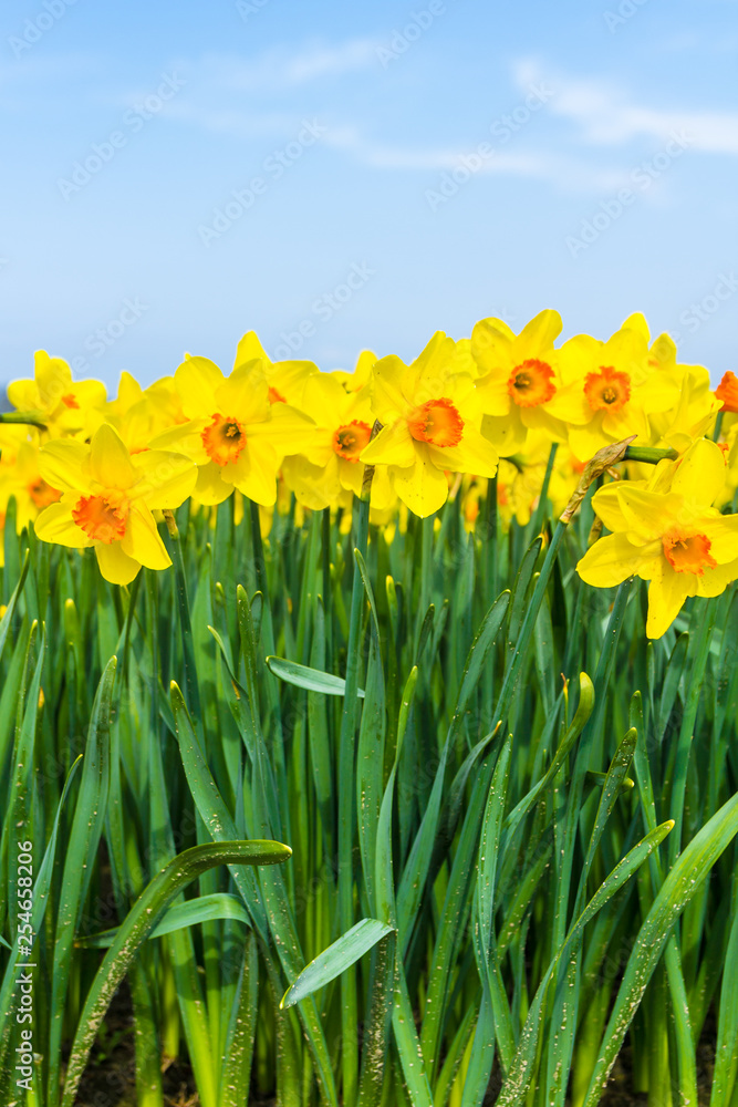 yellow dutch daffodil flowers close up low angle of view with blue sky background yellow dutch daffodil flowers close up low angle of view with blue sky background