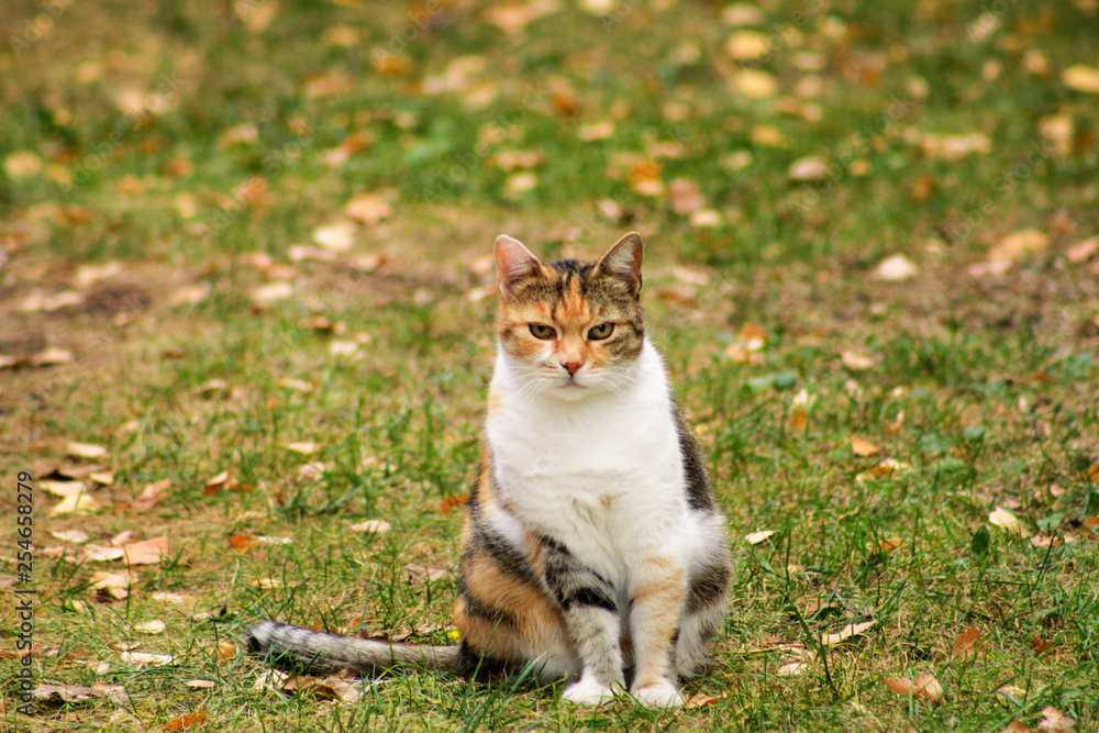 Portrait of adorable domestic cat in garden, enjoys in afternoon sun and beautiful natural environment. Autumn, fall leaves on grass. Cute cat sitting in grass and posing in front of camera in field.