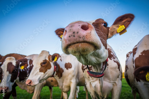 Cows