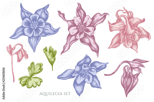 Vector collection of hand drawn pastel aquilegia