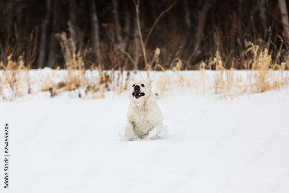 Happy and crazy golden retriever dog running fast in the field in winter Happy and crazy golden retriever dog running fast in the field in winter