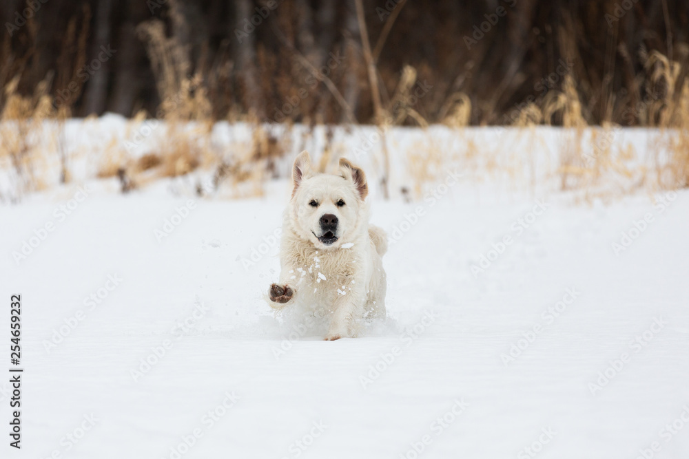 Happy and crazy golden retriever dog running fast in the field in winter