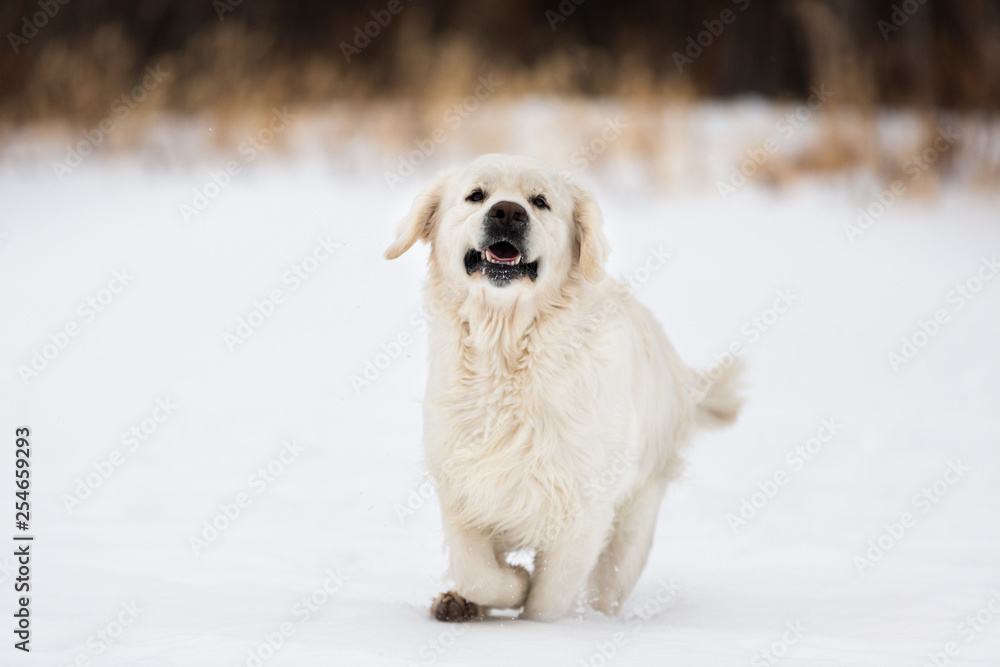 Happy and crazy golden retriever dog running fast in the field in winter