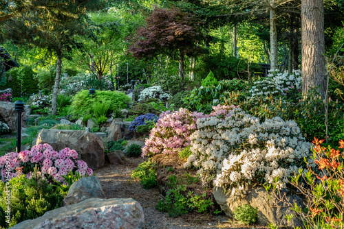 Fototapeta Naklejka Na Ścianę i Meble -  Rhododendron garden in Sweden in full bloom and evening sunlight