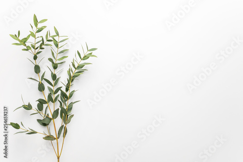 Eucalyptus branches on a white background. Flat  top view  copy space
