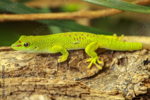 green gecko on tree trunk