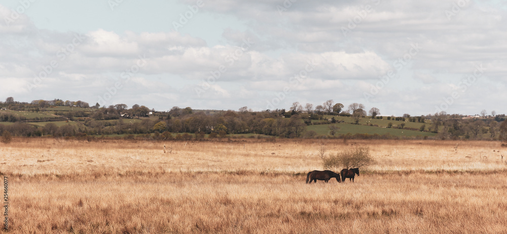 Wild Horses in Field