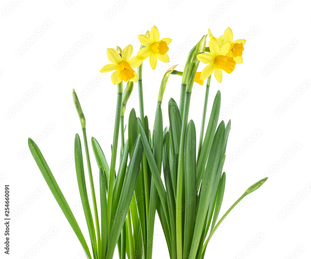 Beautiful fresh daffodils flowers isolated on white background. Spring flowers. Beautiful fresh daffodils flowers isolated on white background. Spring flowers.