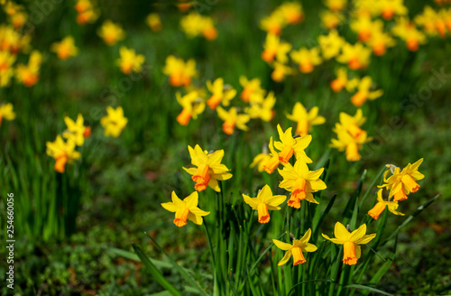 Yellow daffodils in bloom at springtime on a bright sunny day