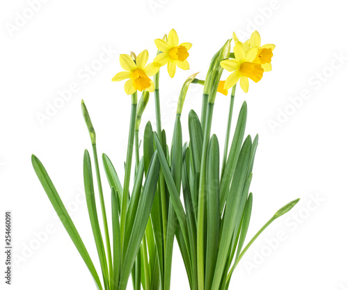 Beautiful fresh daffodils flowers isolated on white background. Spring flowers.