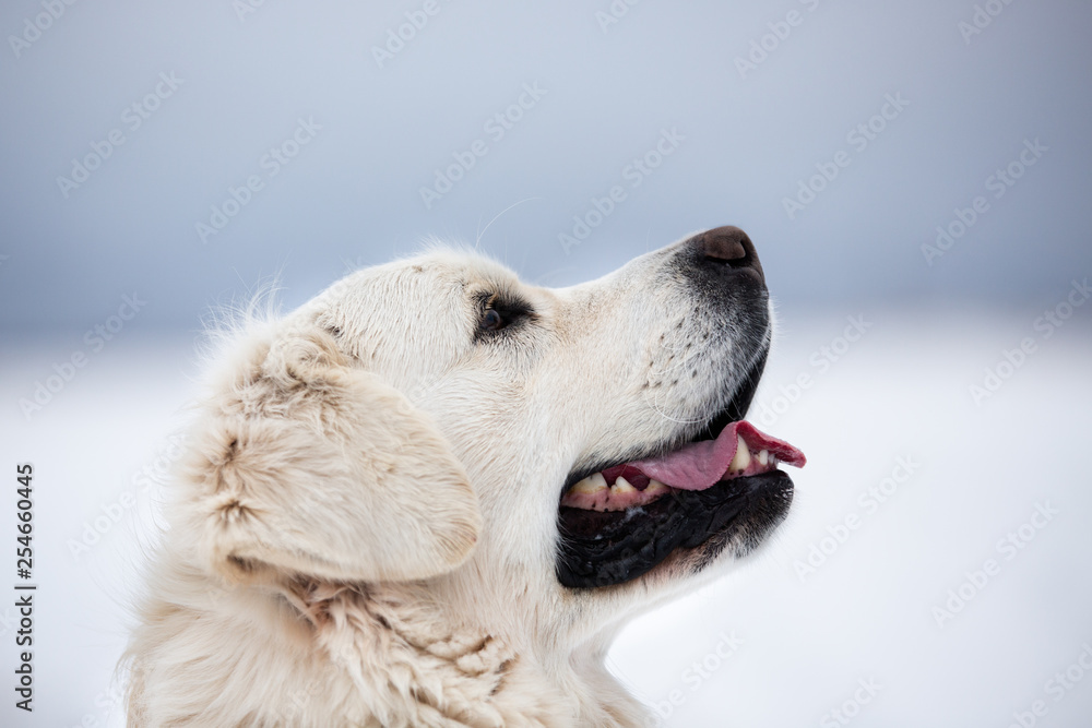 A beautiful, happy golden retriever dog sitting on a sidewalk in a park on a cloudy winter day. A beautiful, happy golden retriever dog sitting on a sidewalk in a park on a cloudy winter day.